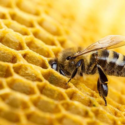 ALION  INSTITUTE AT THE BEE HOUSE – APILAP